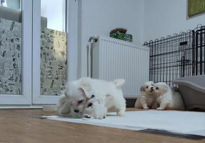 Coton de Tulear - Vienna Dogs, Puppies