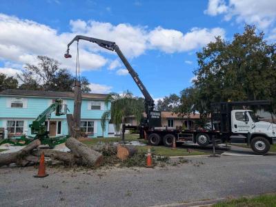 Tree Service Jax Fl