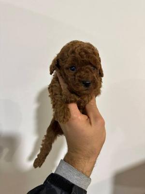 Zwergpudel aus erstklassiger Abstammung - Vienna Dogs, Puppies