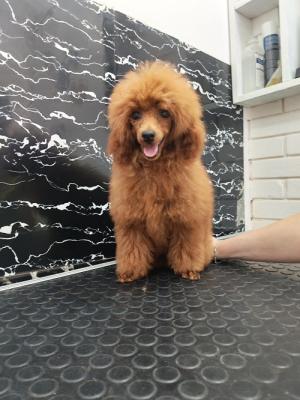 Red toy poodle - Vienna Dogs, Puppies