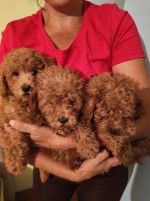 Red toy poodle - Vienna Dogs, Puppies