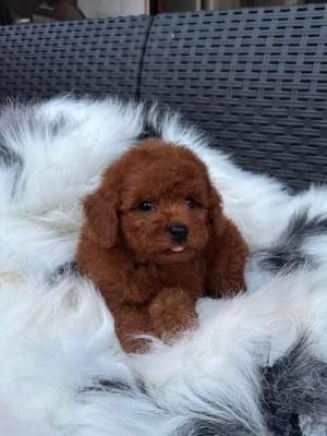 Red toy poodle - Vienna Dogs, Puppies