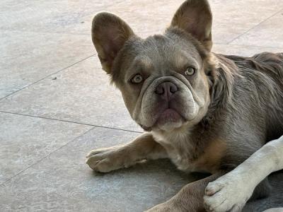 French Bulldog female - Vienna Dogs, Puppies
