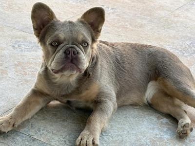 French Bulldog female - Vienna Dogs, Puppies