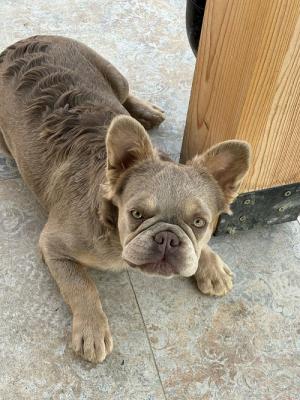 French Bulldog female - Vienna Dogs, Puppies