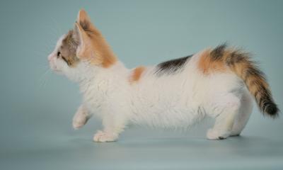   Munchkin Kittens Registered - Dubai Cats, Kittens