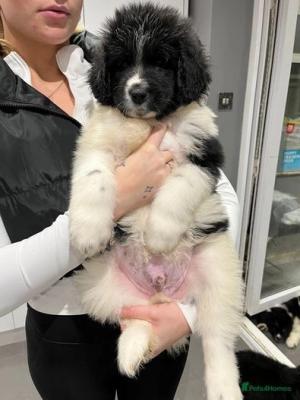  Male and female Newfoundland puppies