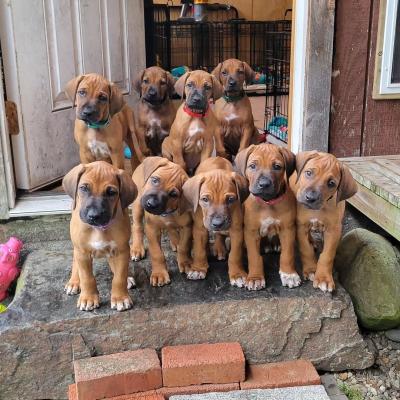  rhodesian ridgeback Puppies  