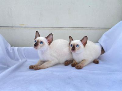   Siamese Kittens Ready   - Dubai Cats, Kittens