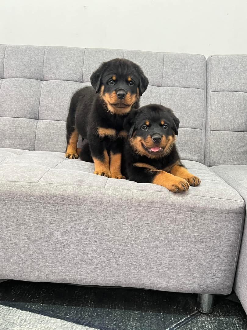   Rottweiler Puppies Available    - Dubai Dogs, Puppies