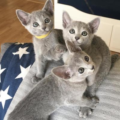    Russian Blue Kittens    - Dubai Cats, Kittens