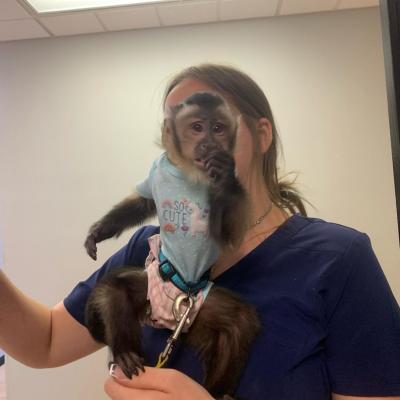   Top quality baby capuchin monkeys 
