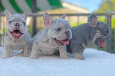   French Bulldog Puppies    - Dubai Dogs, Puppies