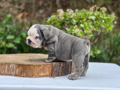    English Bulldog Puppies  - Dubai Dogs, Puppies