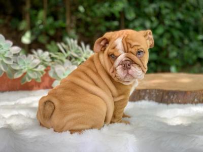    English Bulldog Puppies  - Dubai Dogs, Puppies