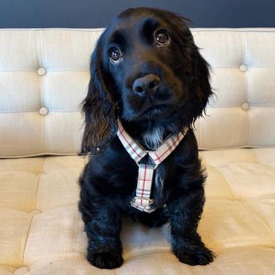  Cocker Spaniel Puppies  - Dubai Dogs, Puppies