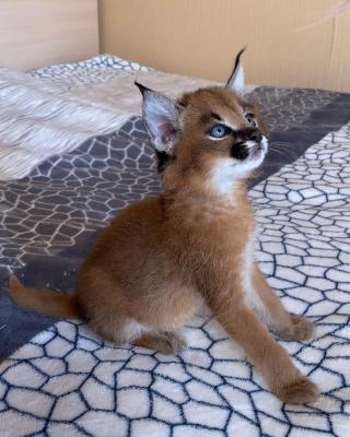  Caracal Kittens   