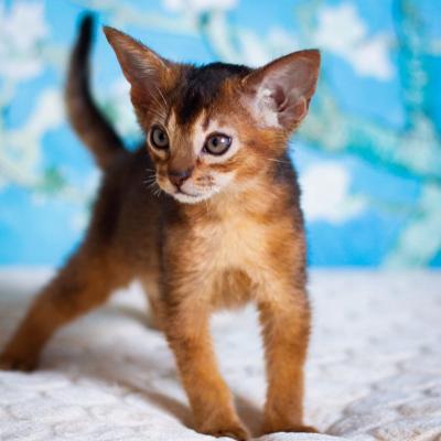  Abyssinian Kittens Ready 