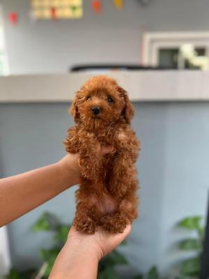   Poodle puppies  - Dubai Dogs, Puppies