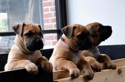  Boerboel Puppies   