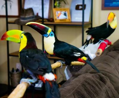   Toco Toucan birds available 