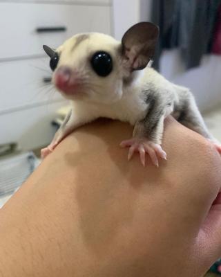  Male and Female Sugar Gliders 