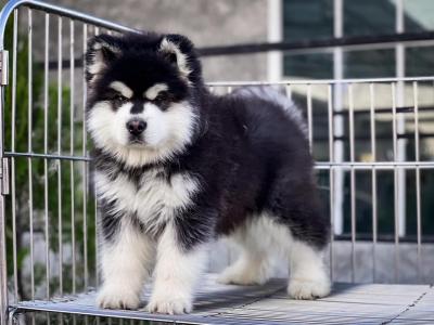  Alaskan Malamute Puppies Available  