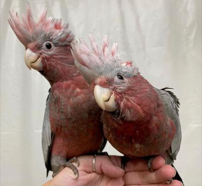  Galah Cockatoo Parrots   