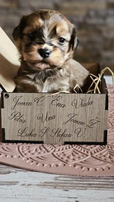 Havanese bison - Vienna Dogs, Puppies