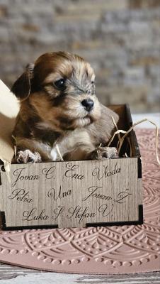 Havanese bison - Vienna Dogs, Puppies