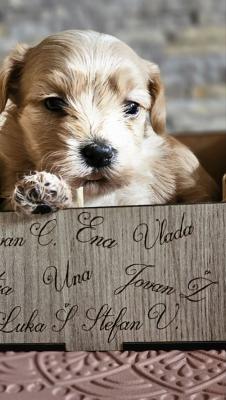 Havanese bison - Vienna Dogs, Puppies