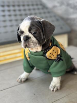 Exotic Pug - Vienna Dogs, Puppies