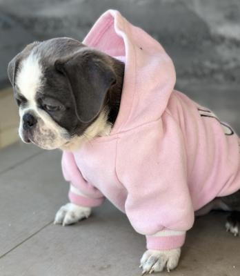 Exotic Pug - Vienna Dogs, Puppies