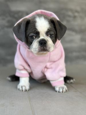 Exotic Pug - Vienna Dogs, Puppies