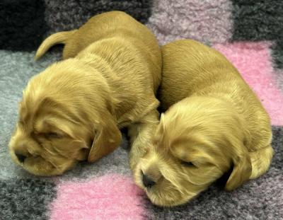 English Cocker Spaniel, Welpen