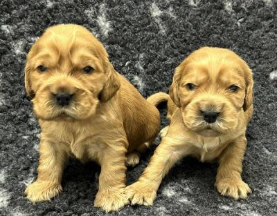English Cocker Spaniel, Welpen - Zurich Dogs, Puppies