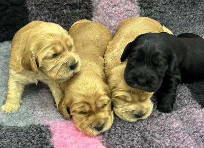 English Cocker Spaniel, Welpen - Zurich Dogs, Puppies