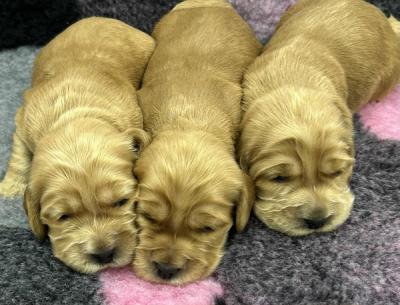 English Cocker Spaniel, Welpen - Zurich Dogs, Puppies