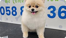 Mobile Eye Cleaning Pets | Poshpamper.ae - Dubai Other