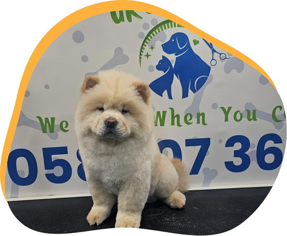Mobile Eye Cleaning Pets | Poshpamper.ae - Dubai Other