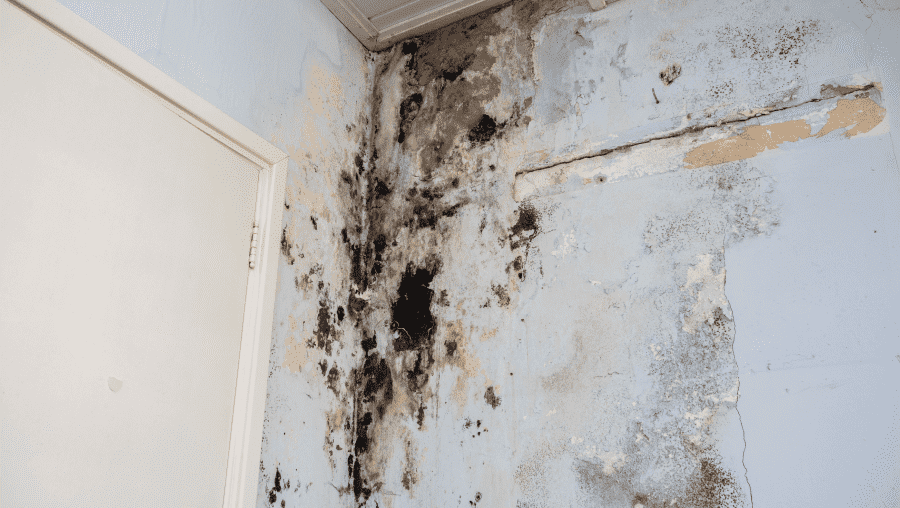 Mold Removal Plattsburgh NY: What You Need to Know