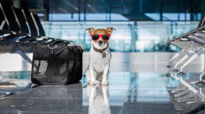 Airlines Pet Travel Guide - New York Other