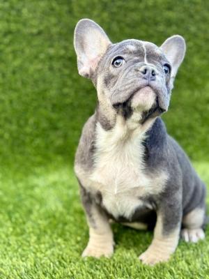 French Bulldog - Vienna Dogs, Puppies