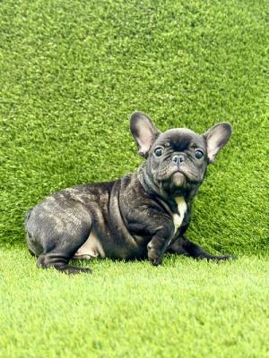 French Bulldog - Vienna Dogs, Puppies
