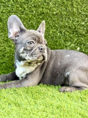 French Bulldog - Vienna Dogs, Puppies