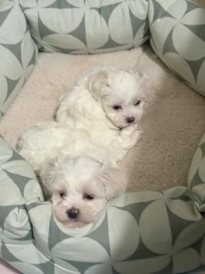 KC maltese puppies 🐶 - Sydney Dogs, Puppies