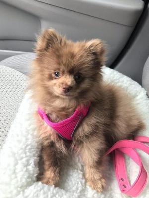 Fluffy Pomeranian puppies - Sydney Dogs, Puppies