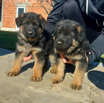  6Pup left German Shepherd - Other Dogs, Puppies