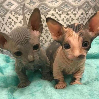 sphynx kittens - Other Cats, Kittens