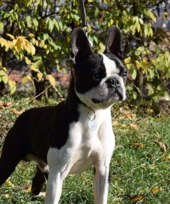 Boston terrier puppies - Vienna Dogs, Puppies